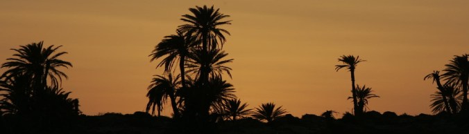 Palmeras anochecer-1-Recortado