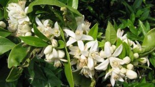 Naranjos con azahar-1-Recortado