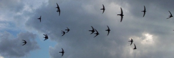 Golondrinas-5-recortada