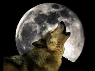 Lobo y luna-6
