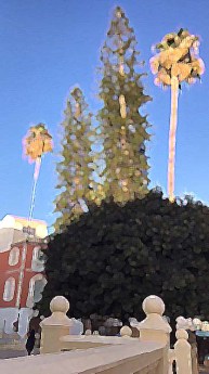 Palmeras y aurocarias-2