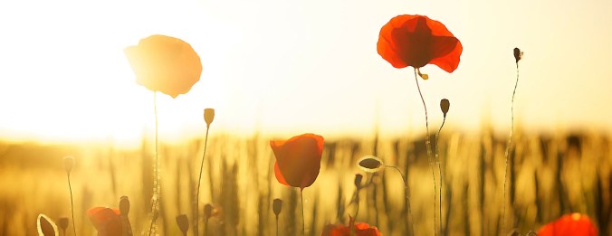 Campo de amapolas-1-Editada