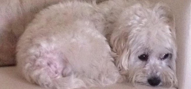 LUCA triste-1-Recortada