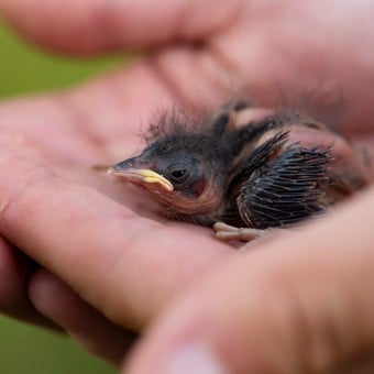 La imagen tiene un atributo ALT vacío; su nombre de archivo es gorrion-4.jpg